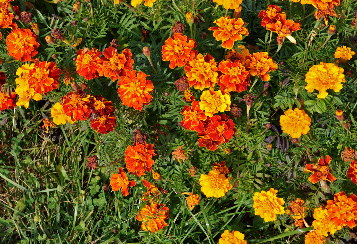 Image of Tagetes patula specimen.