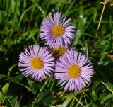 Erigeron speciosus