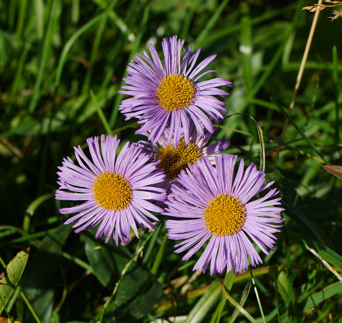 Изображение особи Erigeron speciosus.