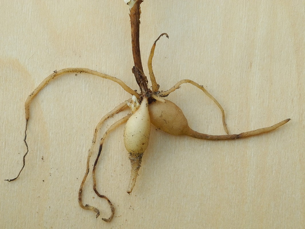 Image of Platanthera bifolia specimen.