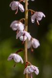 Pyrola incarnata