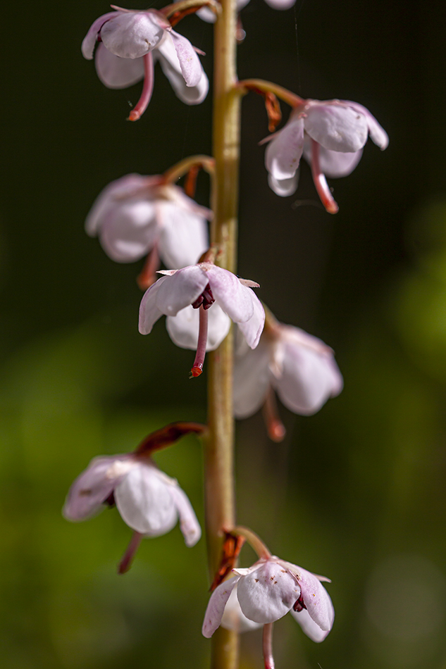 Изображение особи Pyrola incarnata.