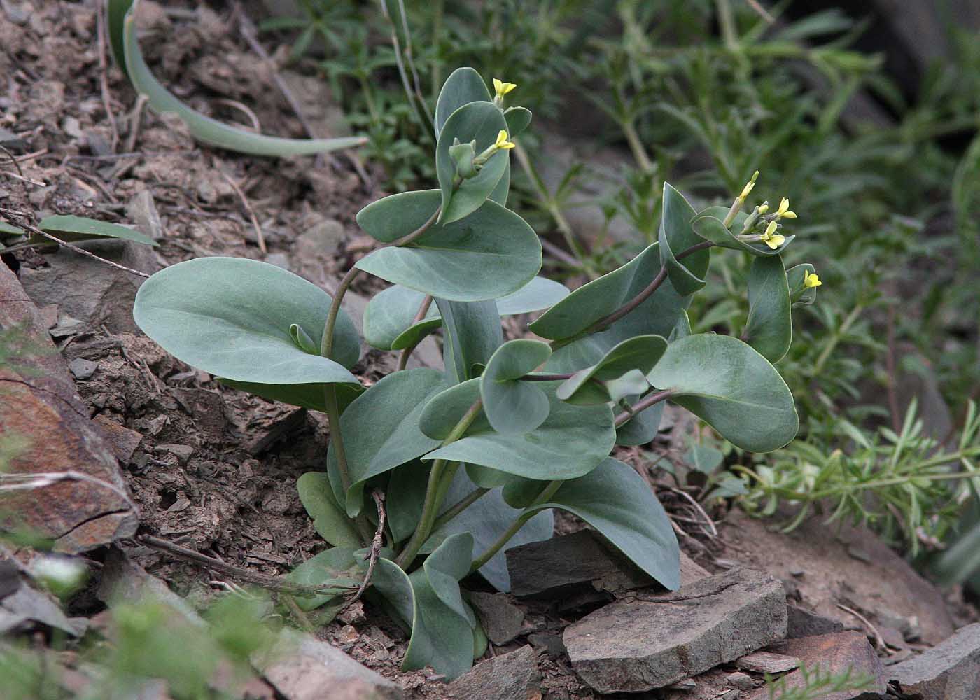Image of Conringia clavata specimen.