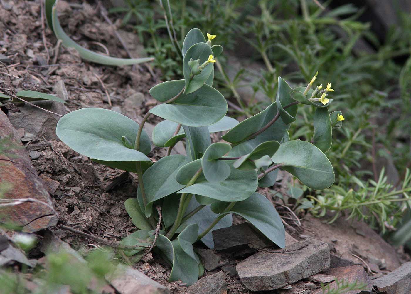 Изображение особи Conringia clavata.