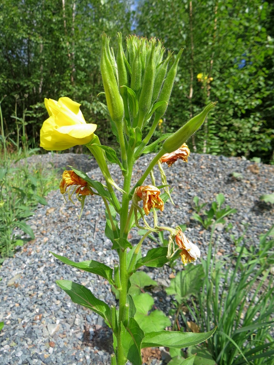 Изображение особи Oenothera biennis.