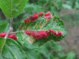 Malus orientalis