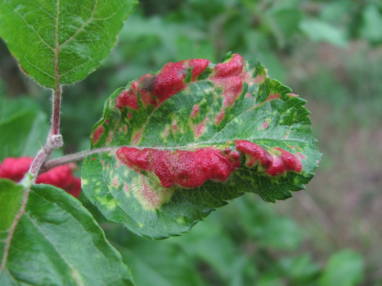 Изображение особи Malus orientalis.