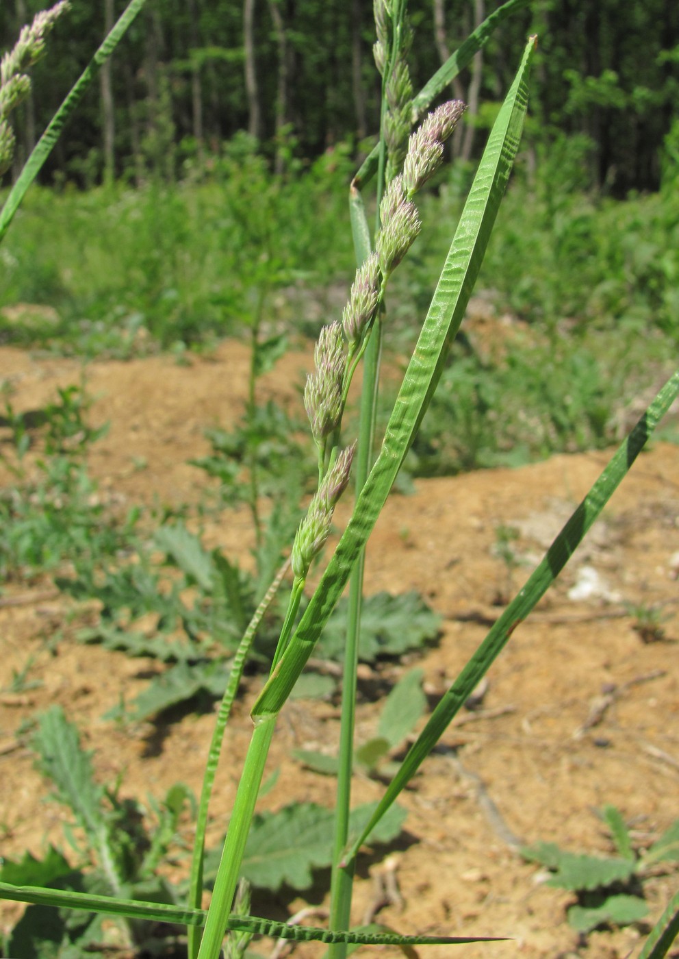 Image of Dactylis glomerata specimen.