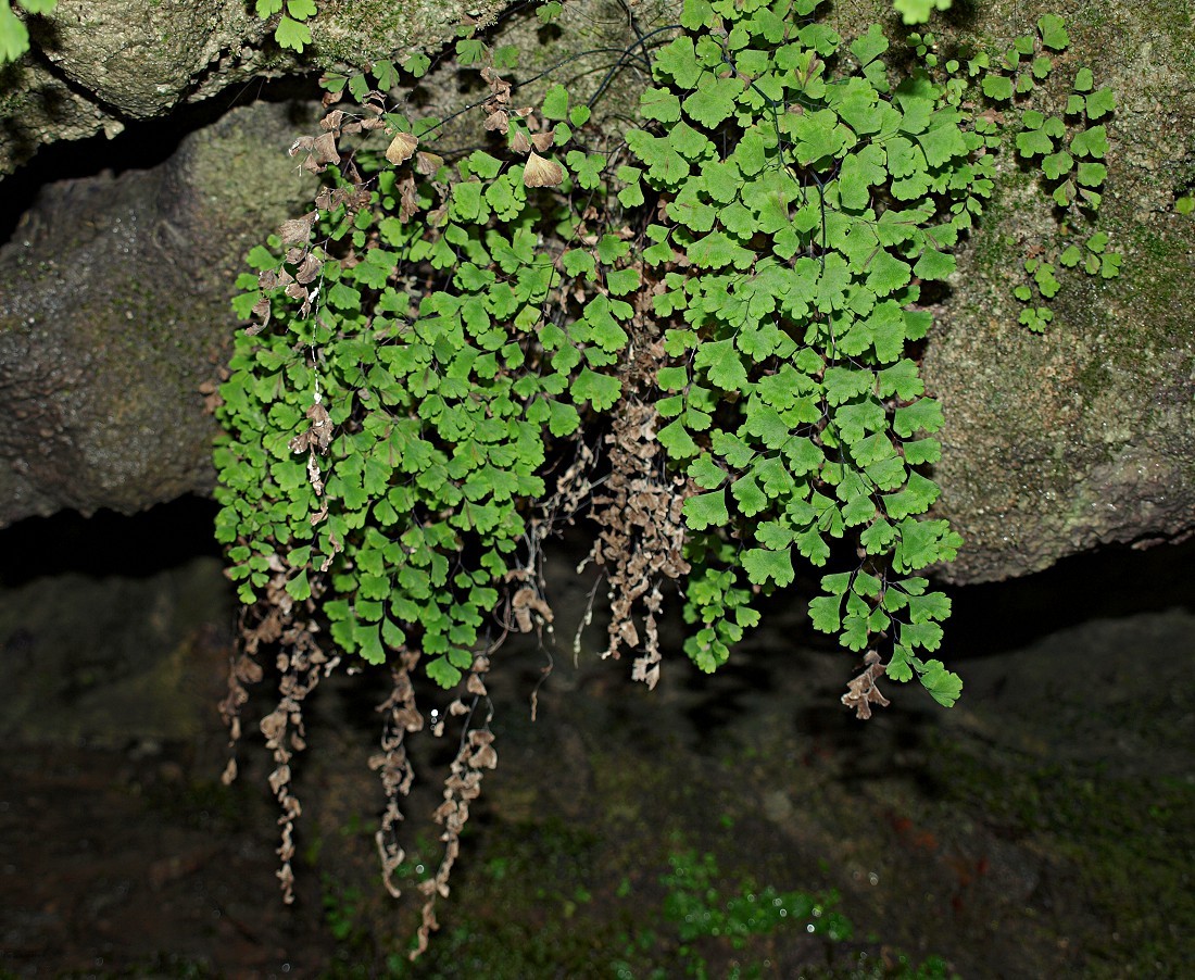 Изображение особи Adiantum capillus-veneris.