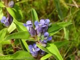 Gentiana cruciata