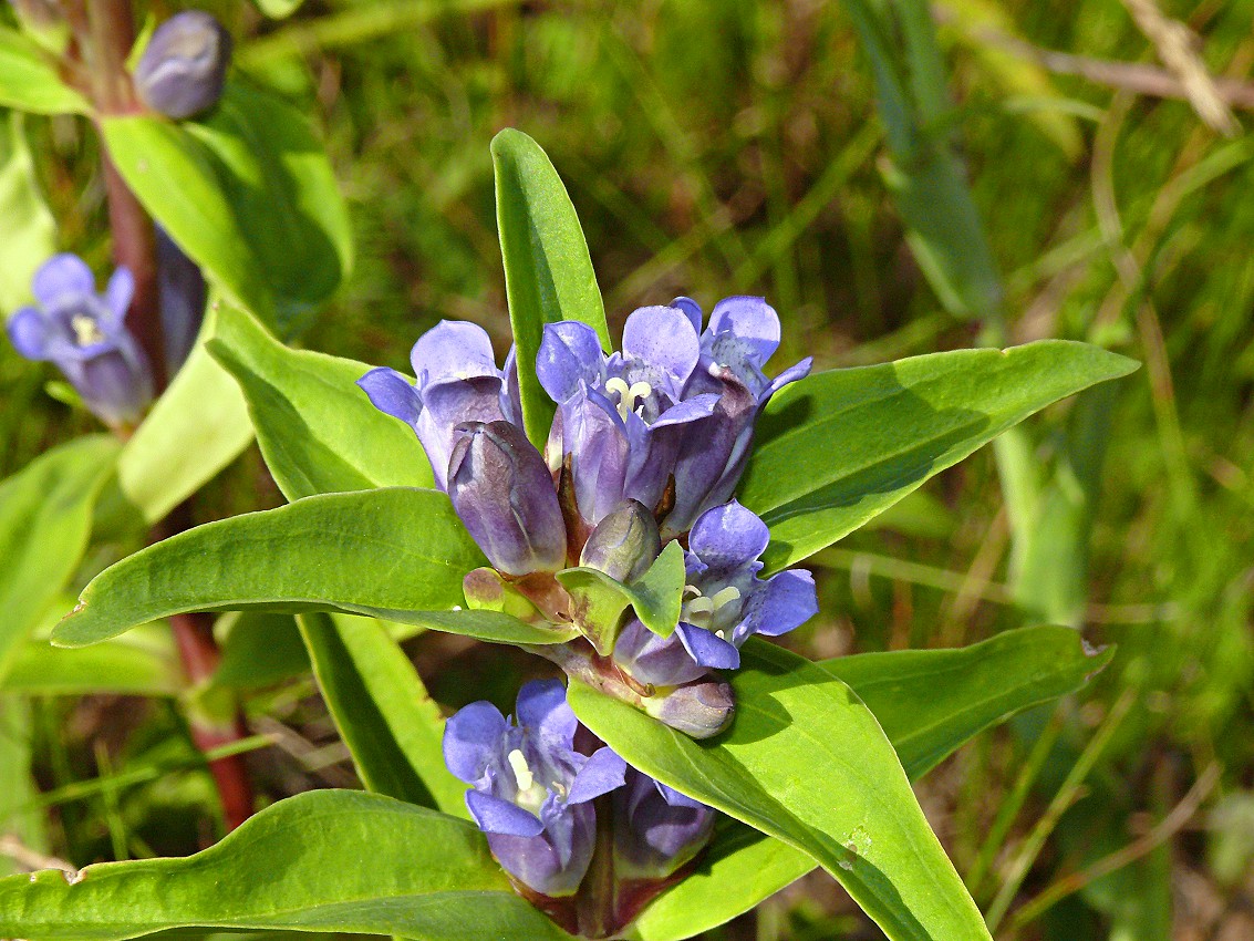 Image of Gentiana cruciata specimen.