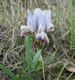 Iris pumila