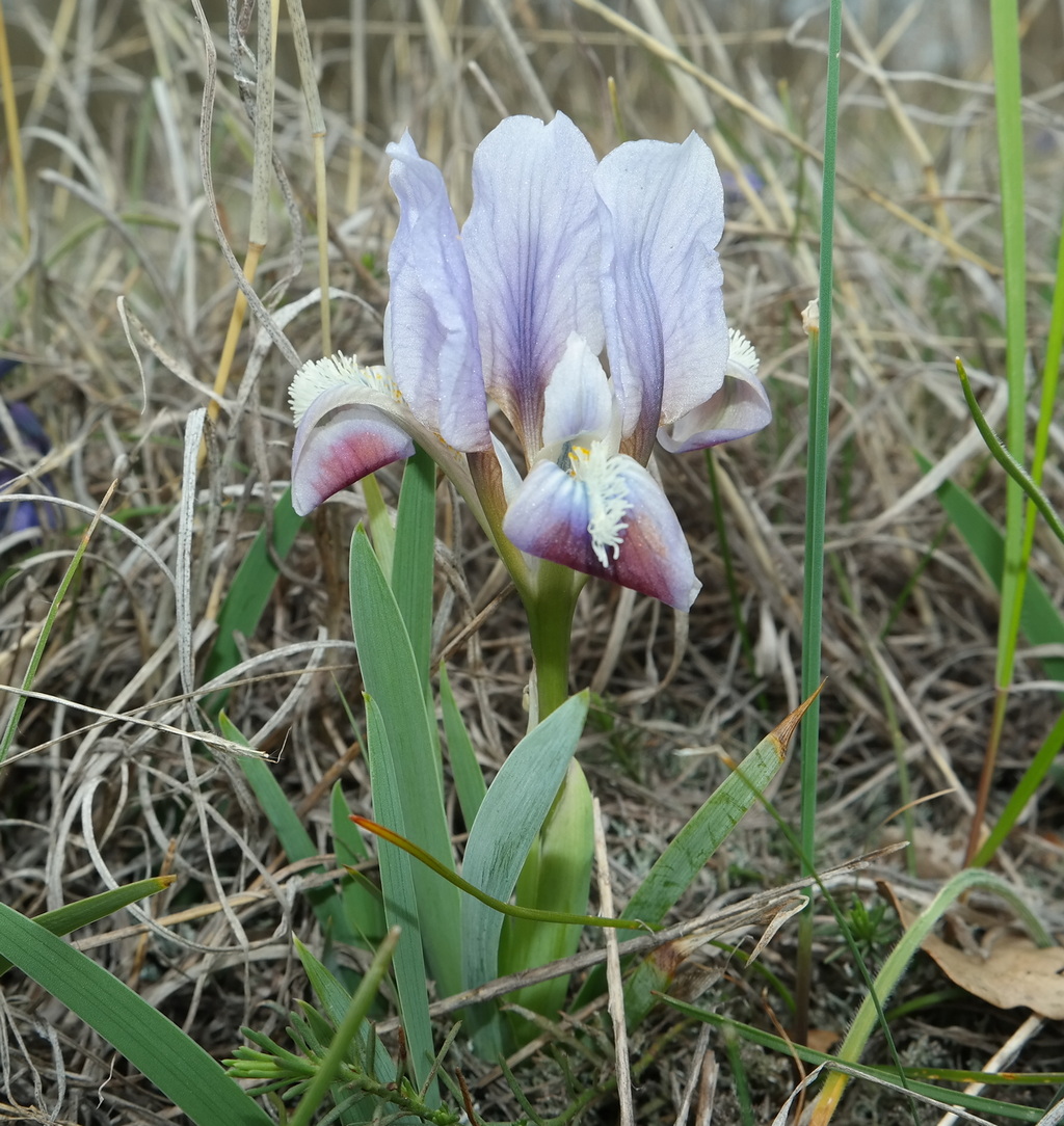 Image of Iris pumila specimen.