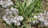Rindera lanata