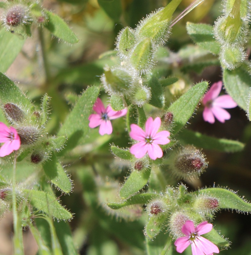 Image of Saponaria viscosa specimen.