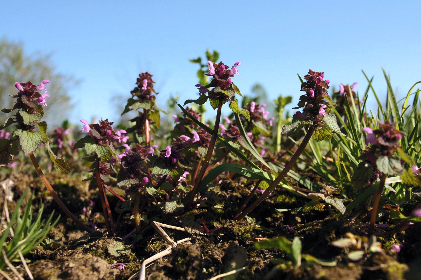 Изображение особи Lamium purpureum.