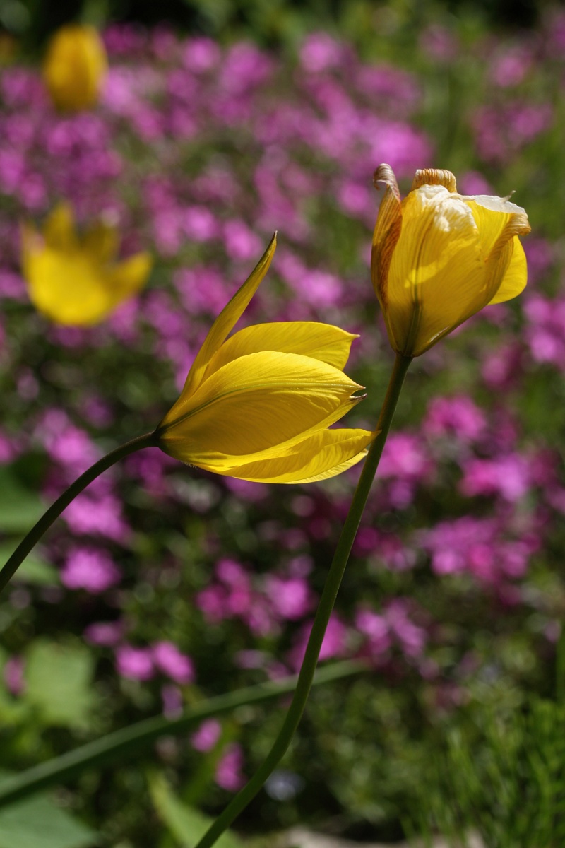 Изображение особи Tulipa sylvestris.