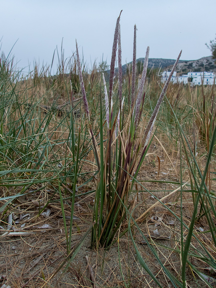 Image of Imperata cylindrica specimen.