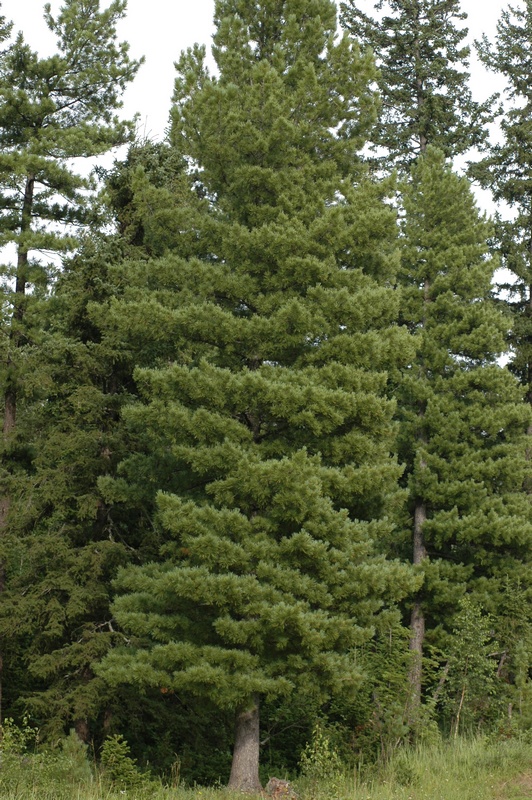 Изображение особи Pinus sibirica.