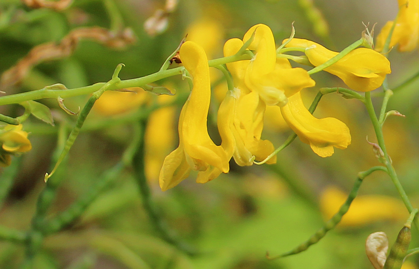 Изображение особи Corydalis speciosa.