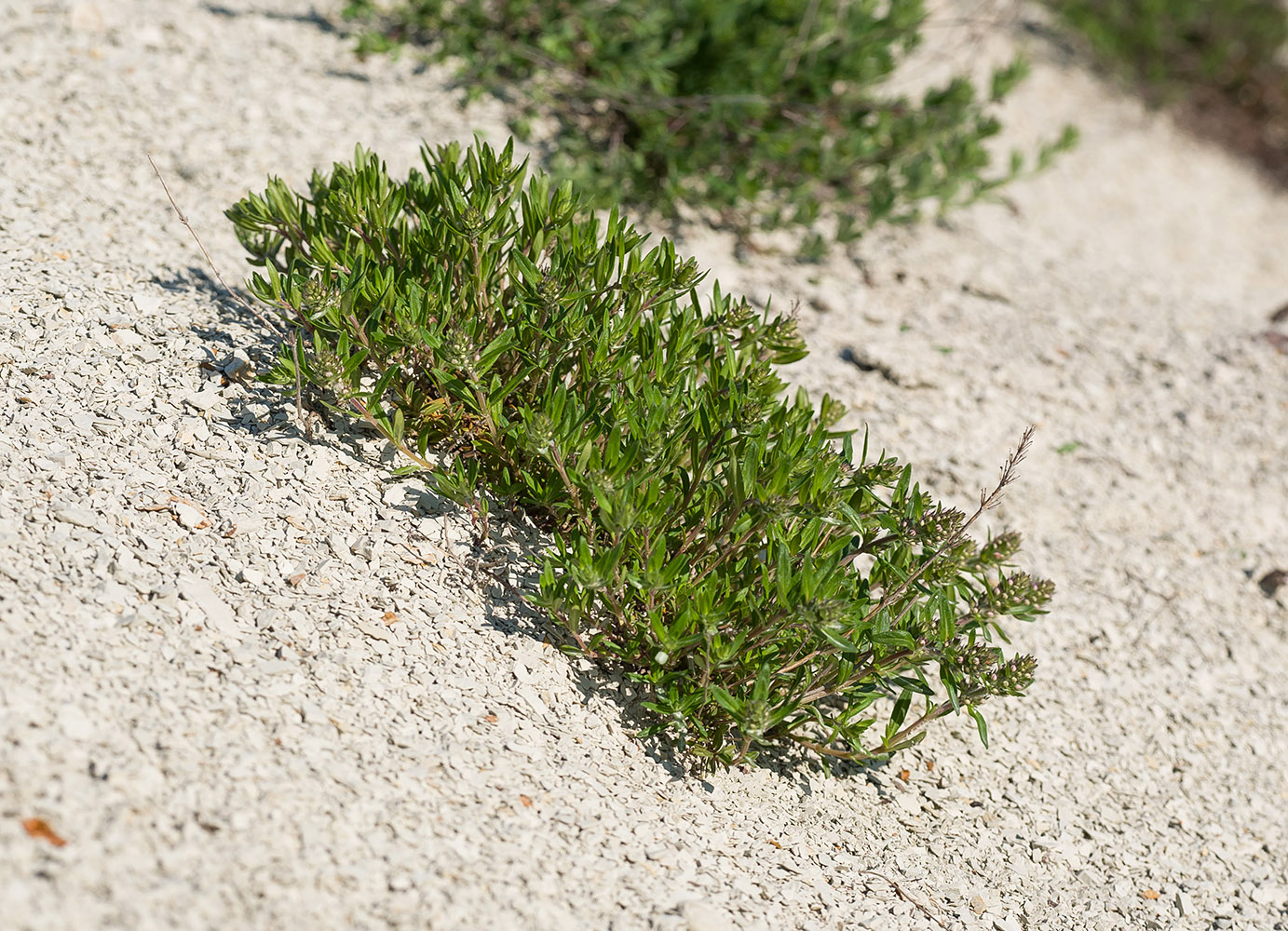 Изображение особи род Thymus.