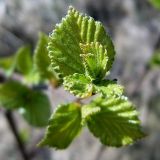 Corylus avellana. Молодые развернувшиеся листья на верхушке побега. Чувашия, окр. г. Шумерля, пойма р. Сура возле пристани. 5 мая 2005 г.