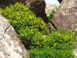Jasminum fruticans