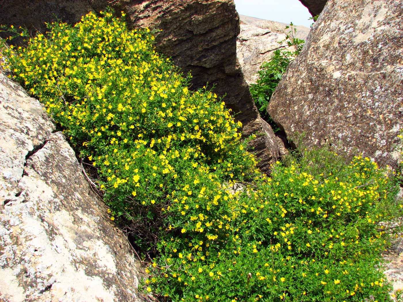 Image of Jasminum fruticans specimen.