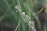 Atriplex oblongifolia