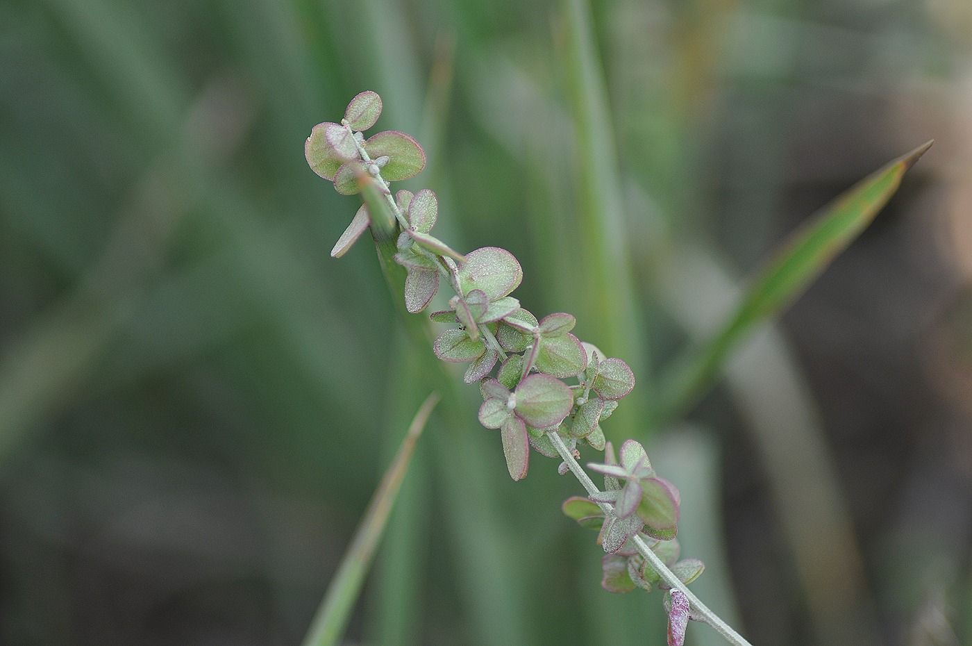 Изображение особи Atriplex oblongifolia.