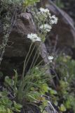 Allium denudatum