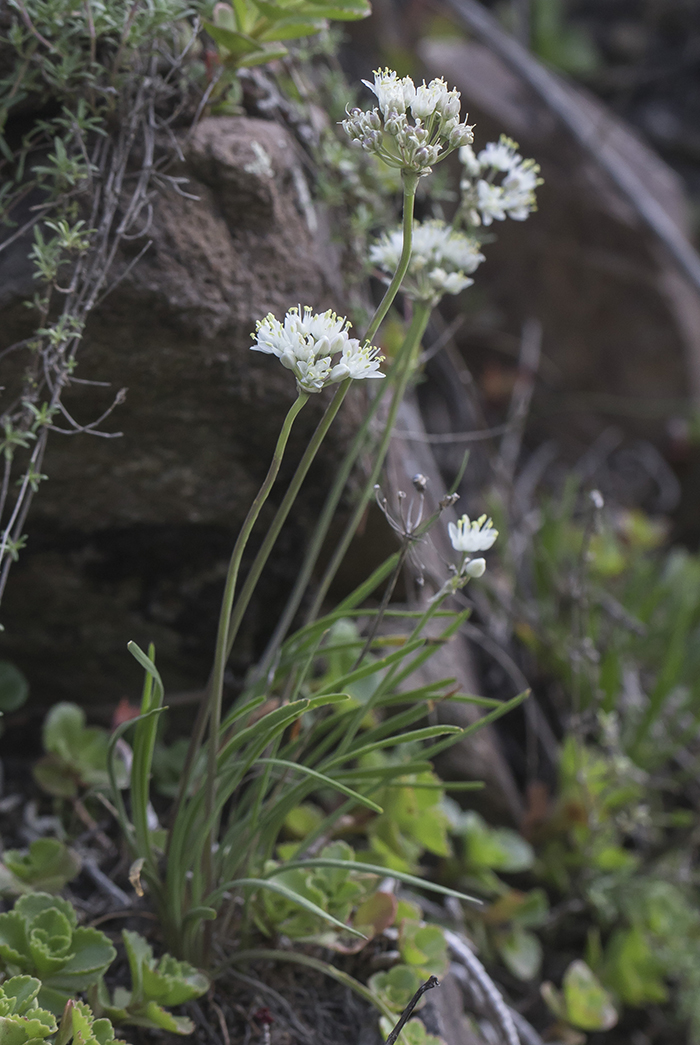 Изображение особи Allium denudatum.