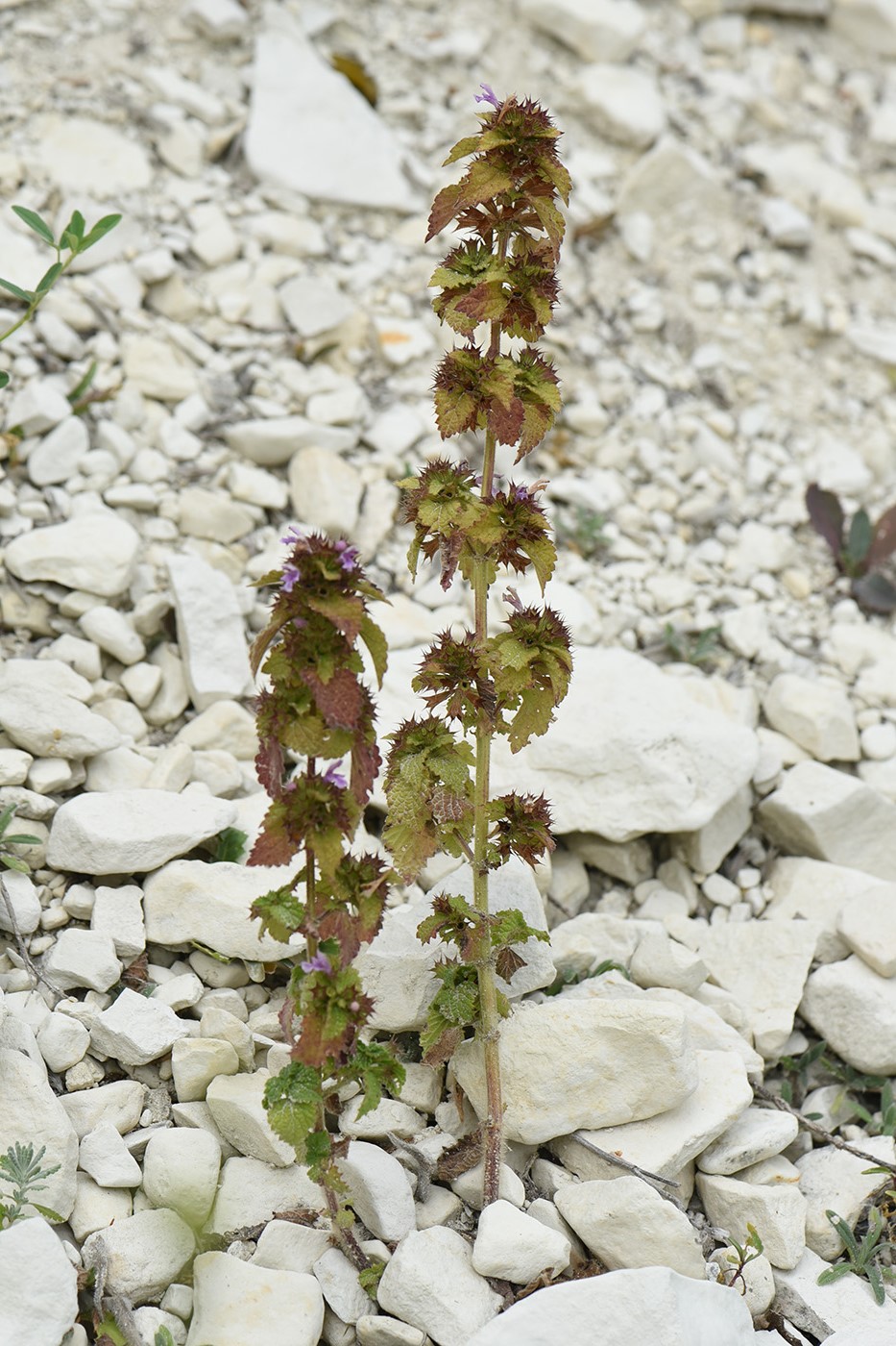 Image of Ballota nigra specimen.