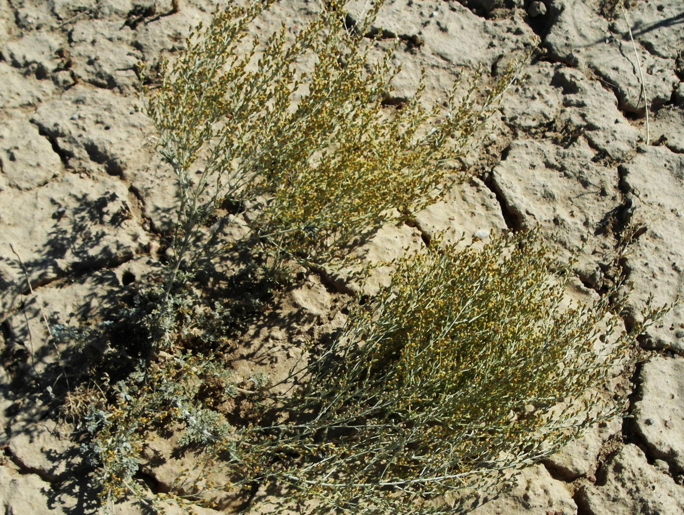 Image of genus Artemisia specimen.