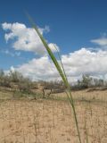 Hordeum spontaneum. Верхушка цветущего растения. Южный Казахстан, Жамбылская обл., окр. с. Акыртобе; южная часть песков Мойынкум, полузакреплённые пески. 12 мая 2021 г.