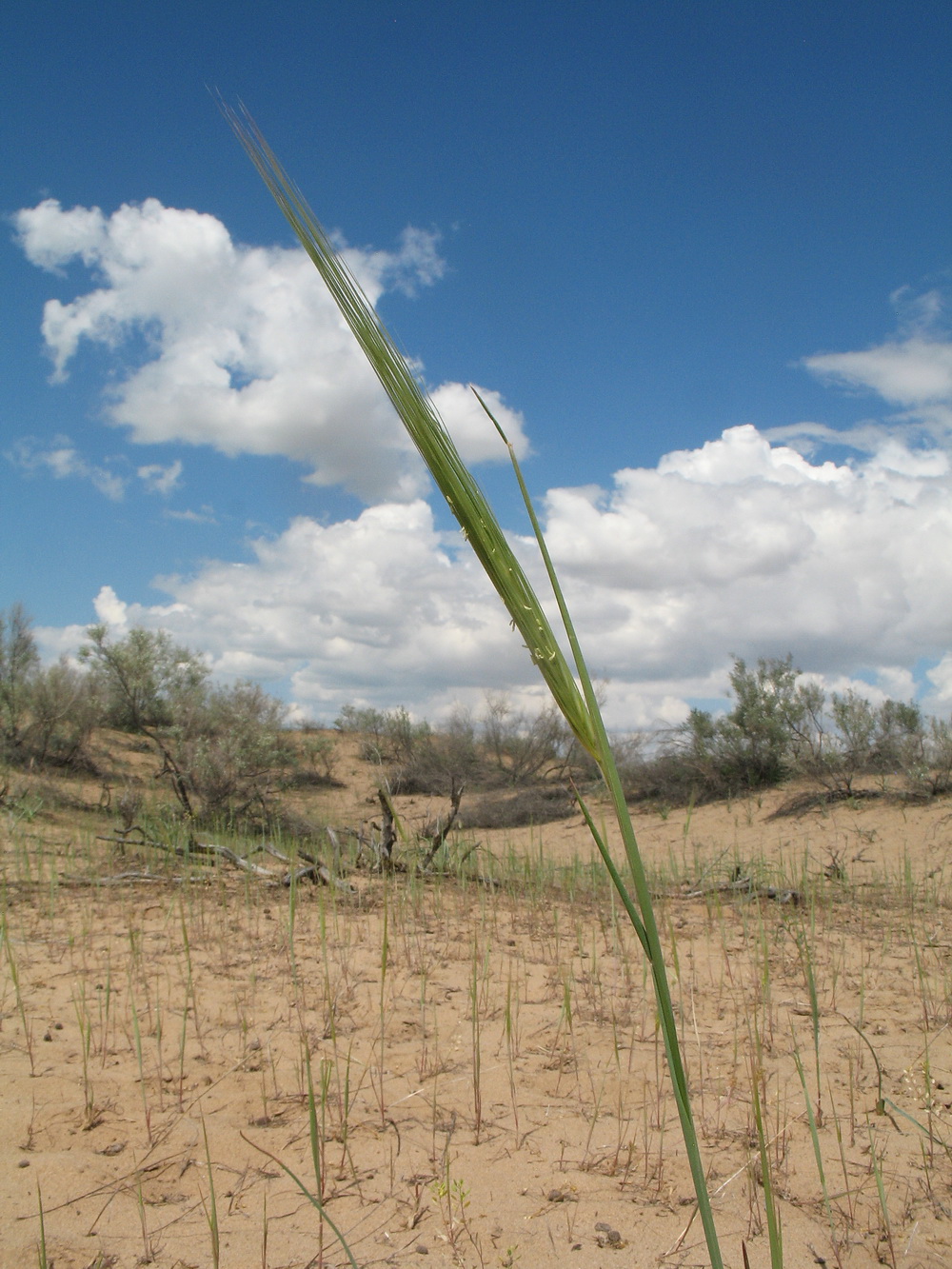Image of Hordeum spontaneum specimen.