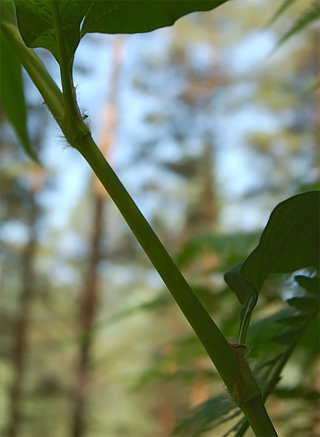 Изображение особи Aconogonon alpinum.