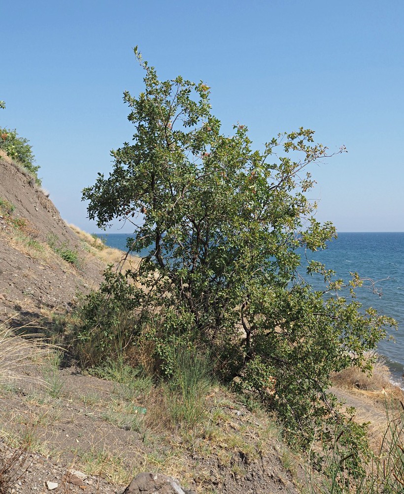 Image of Quercus pubescens specimen.