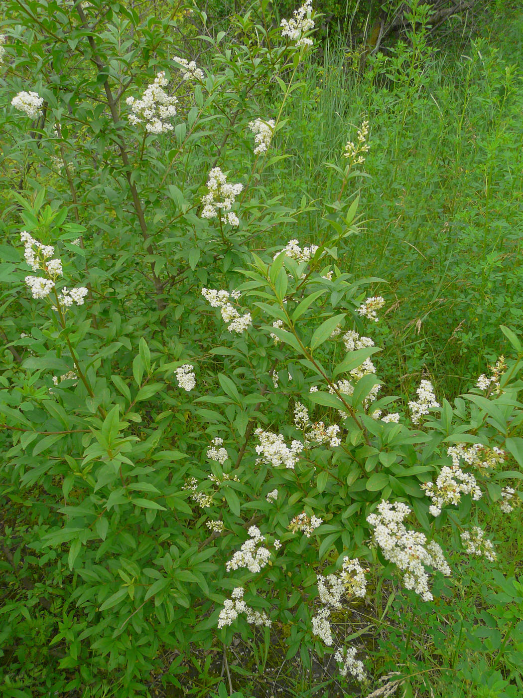 Image of Ligustrum vulgare specimen.