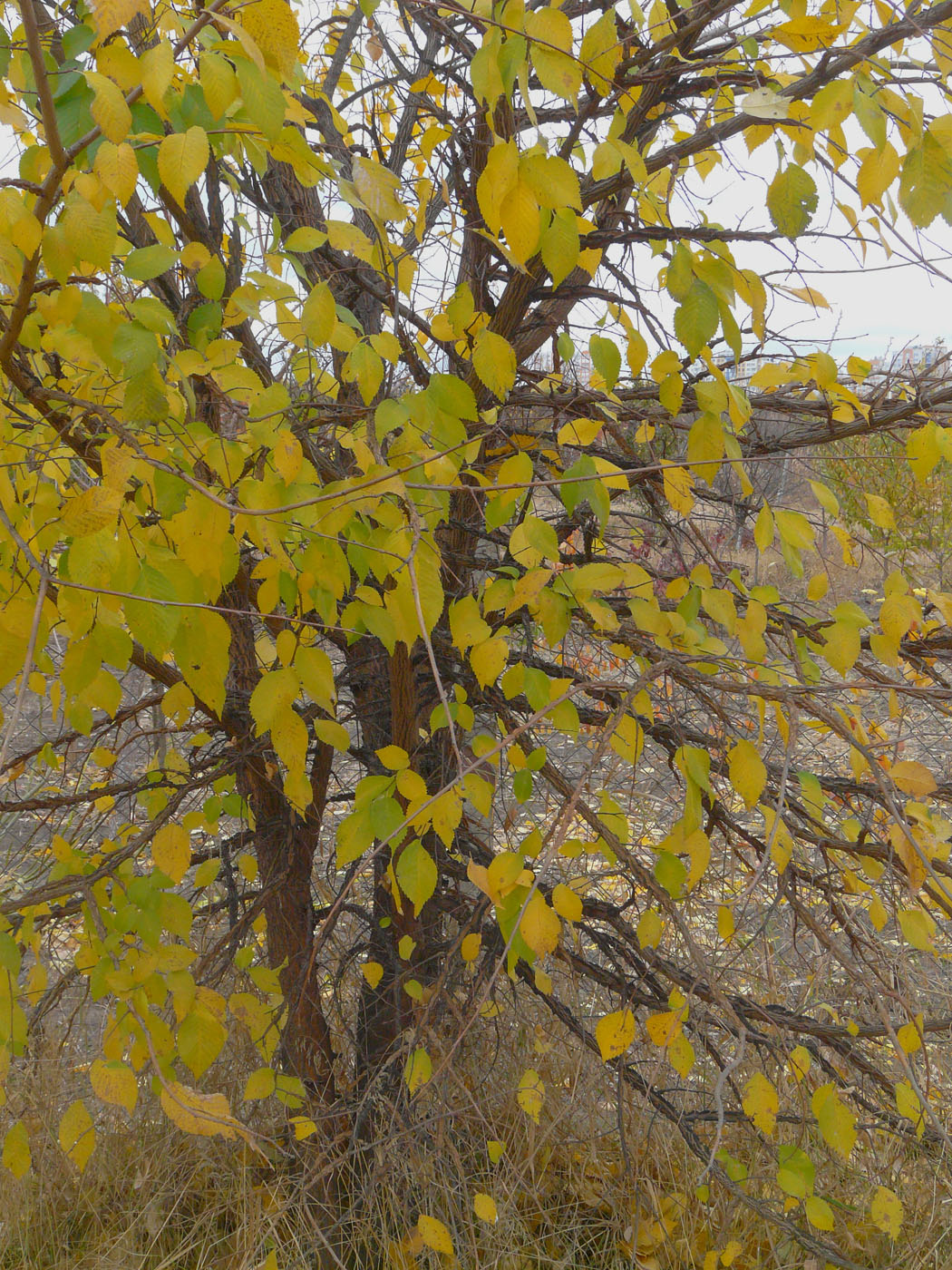 Image of Ulmus pumila specimen.