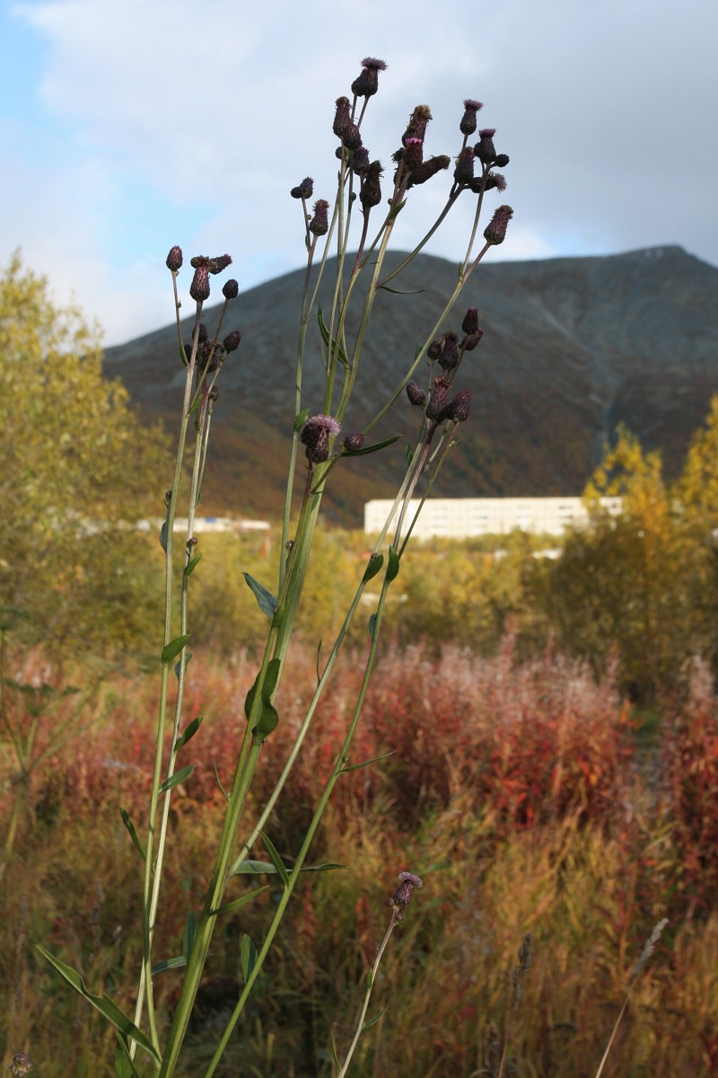 Изображение особи Cirsium setosum.