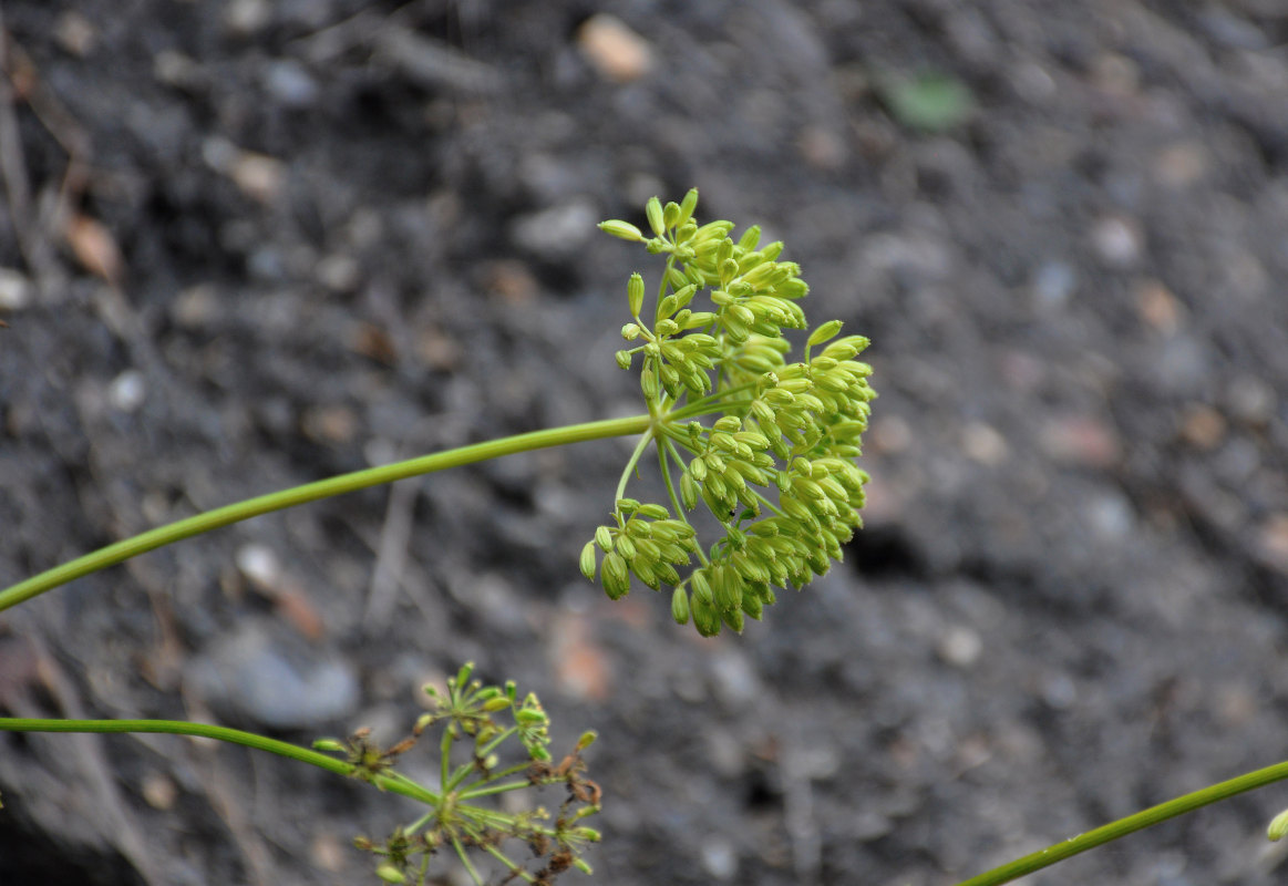 Image of Ligusticum scoticum specimen.