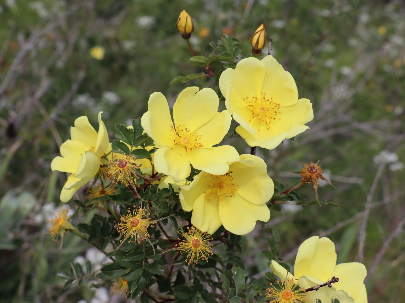 Image of Rosa kokanica specimen.