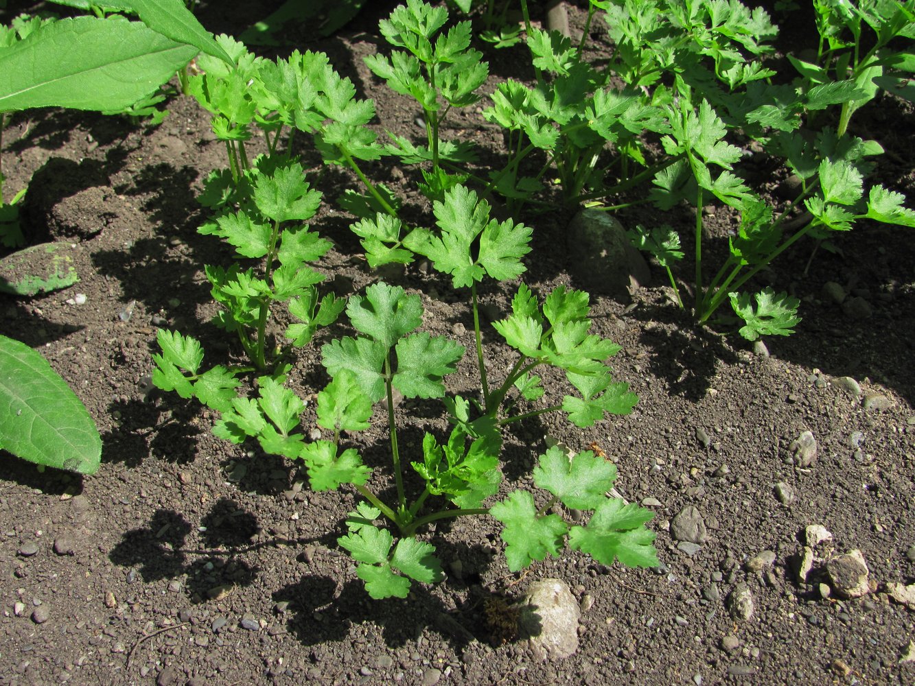 Image of familia Apiaceae specimen.