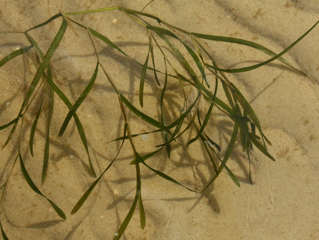 Image of Potamogeton compressus specimen.