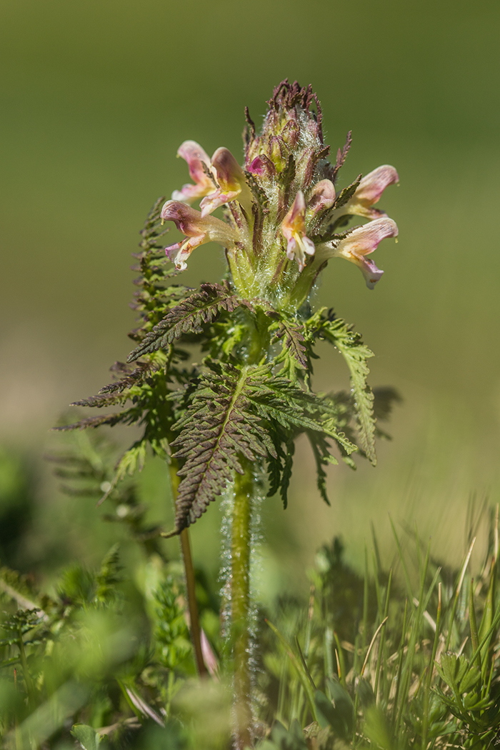 Image of Pedicularis condensata specimen.
