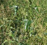 Atriplex sagittata. Верхушки побегов с развивающимися соцветиями. Московская обл., Одинцовский р-н, окр. г. Кубинка, окр. водохранилища Трасна, обочина бетонной дороги, глинистая почва. 09.08.2021.