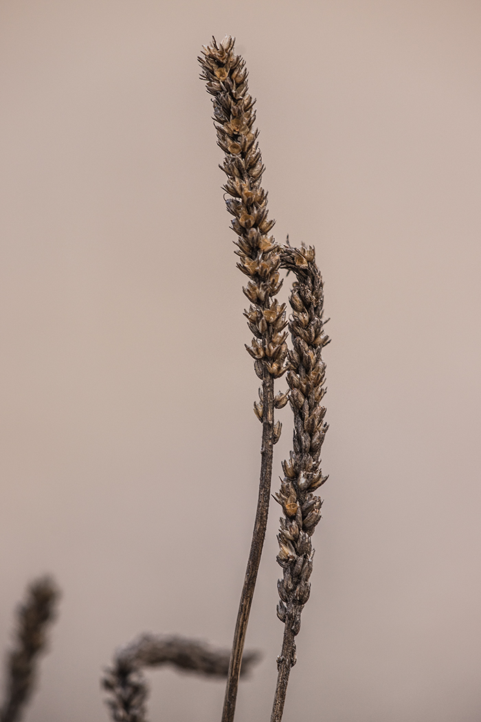 Изображение особи род Plantago.