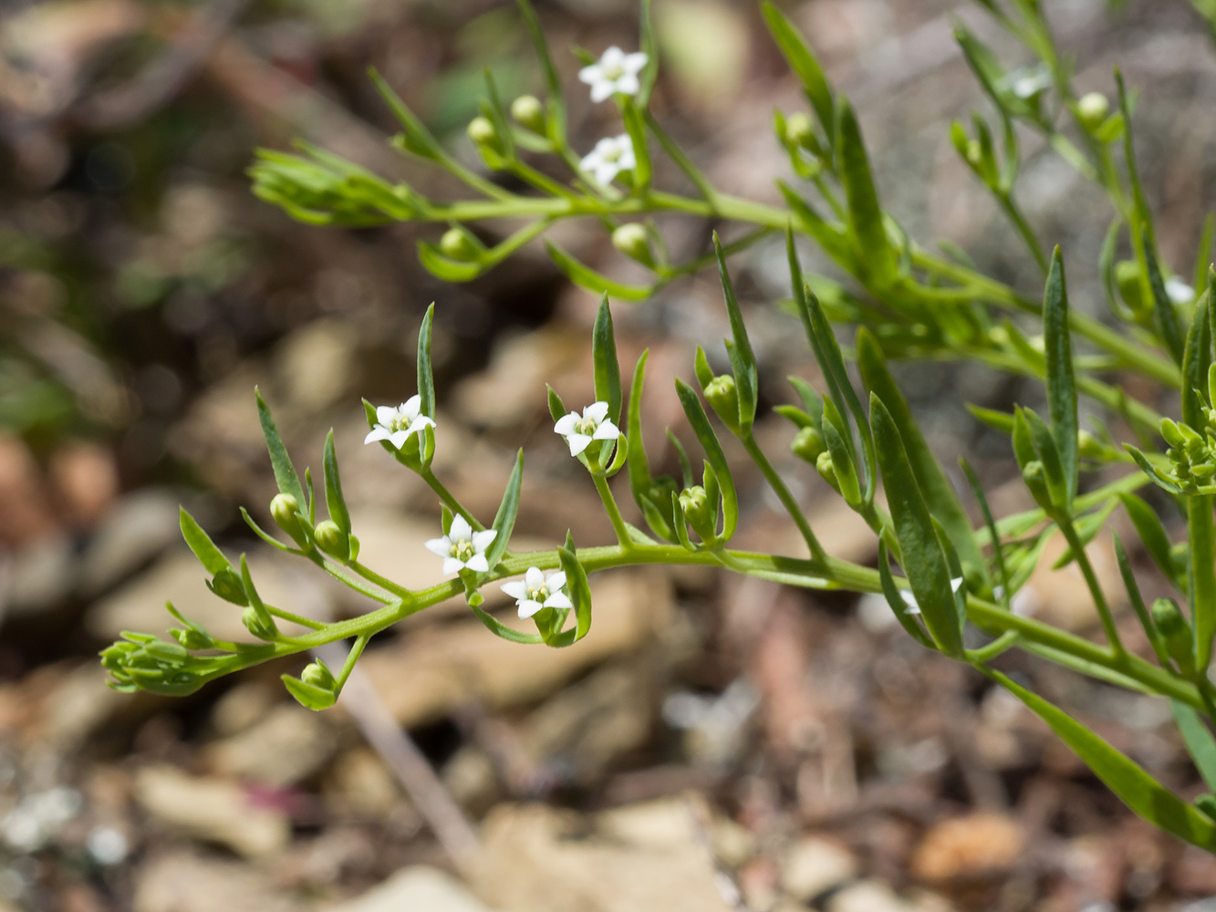 Изображение особи Thesium ramosum.