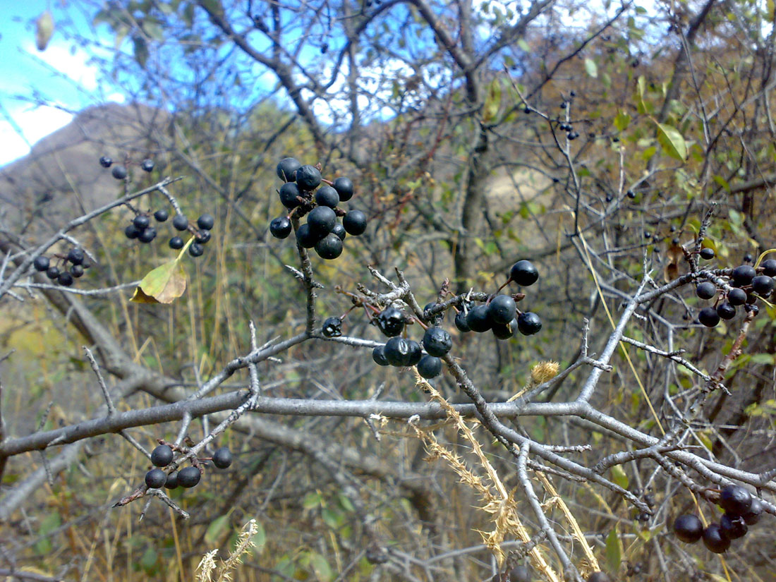 Image of Rhamnus cathartica specimen.